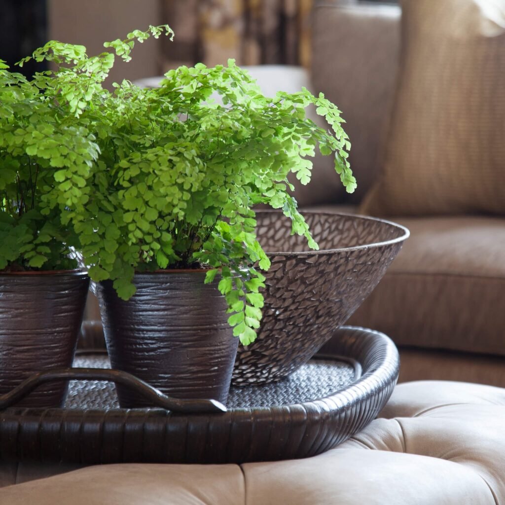 Potted Maidenhair ferns on a dark woven tray with a hammered bronze bowl, sitting on a beige tufted ottoman.